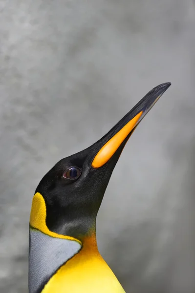 Proud portrait of a male king penguin — Stock Photo, Image
