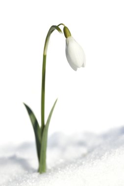 Kardelen (Galanthus nivalis) karda