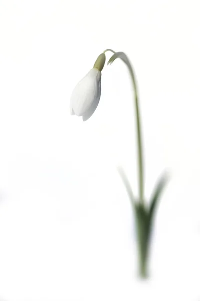 Gota de neve (Galanthus nivalis) contra um fundo branco puro Fotos De Bancos De Imagens