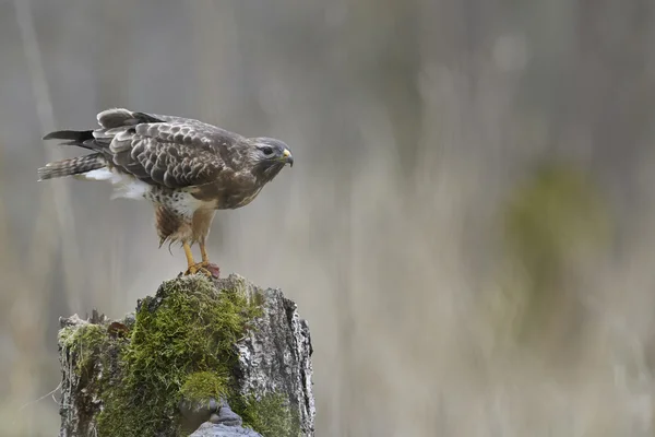 Buzzard comum — Fotografia de Stock