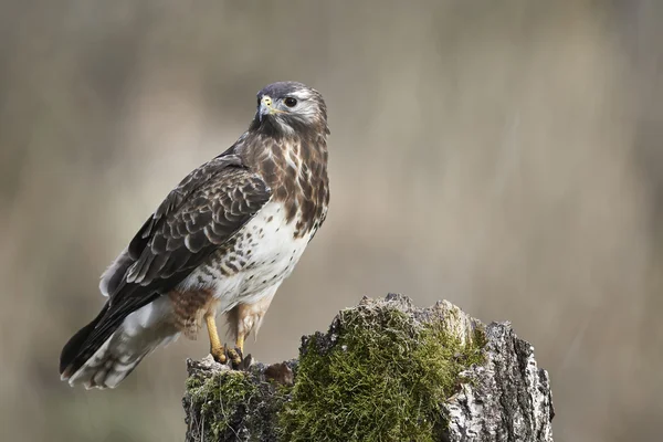 Buzzard comum — Fotografia de Stock