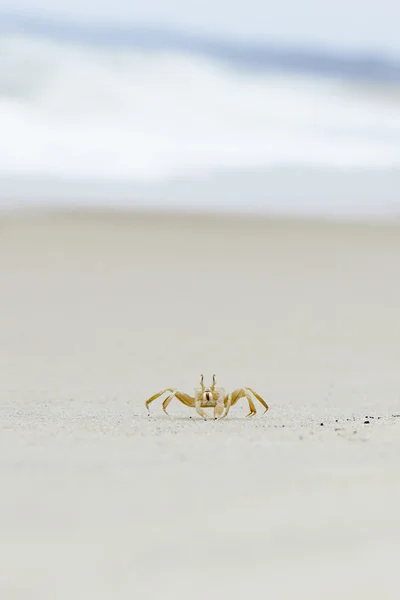 Cangrejo solitario en la playa — Foto de Stock