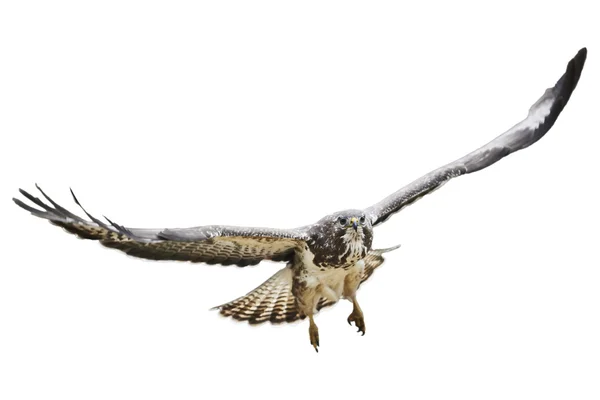Águila voladora Imagen de archivo