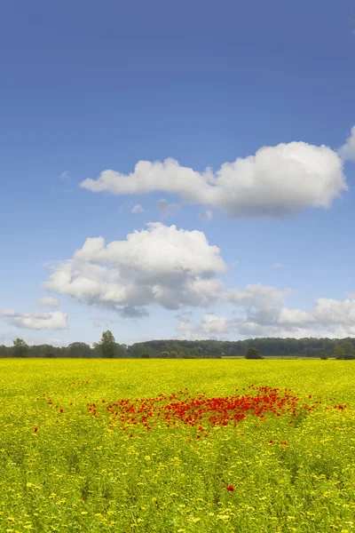 Flores en un campo de verano salvaje —  Fotos de Stock