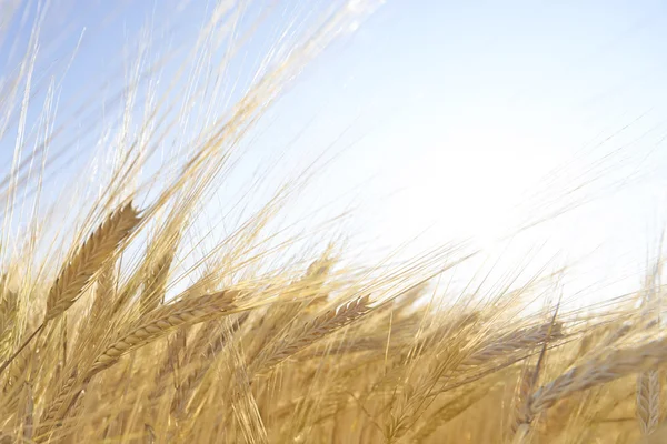 Harvest time Stock Picture