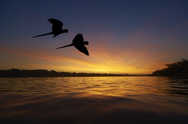 amazon bölgesinde Blue macaws