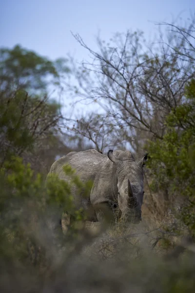 Rinoceronte blanco africano en el monte — Foto de Stock