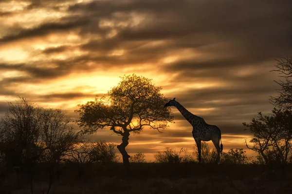 Afrikansk giraff äta i solnedgången — Stockfoto