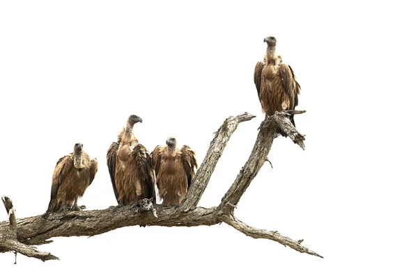 Four vultures on a branch with white background Royalty Free Stock Images