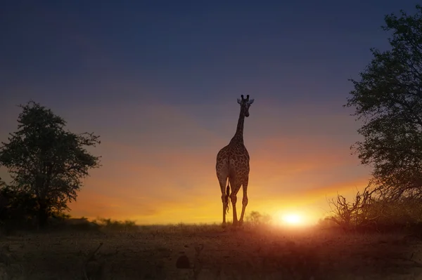 Afrikaanse olifant lopen in zonsondergang Stockfoto