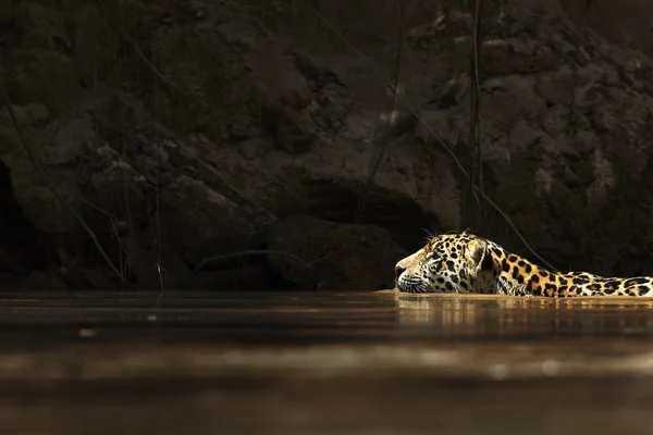 Wild jaguar swimming in the amazon river Stock Photo