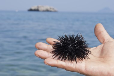 Sea urchin on hand of man clipart