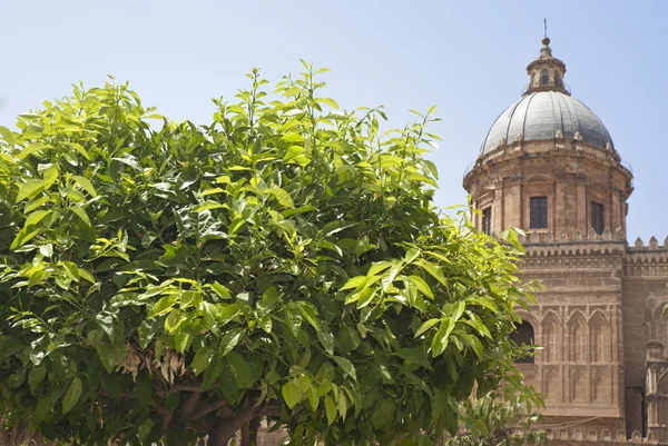 Detalhe do jardim na Catedral de Palermo — Fotografia de Stock