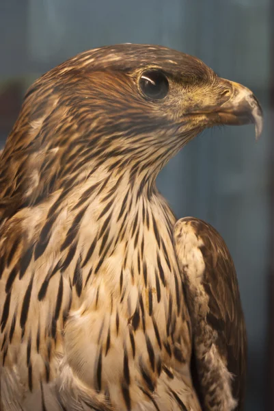 Portrait eagle — Stock Photo, Image