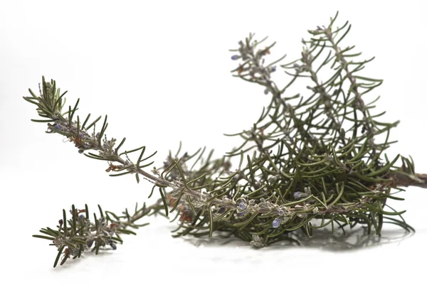 Rosemary branch and flowers — Stock Photo, Image