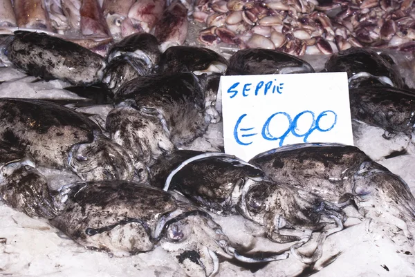 오징어 판매 — 스톡 사진