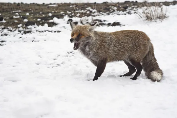 Červená liška ve sněhu — Stock fotografie