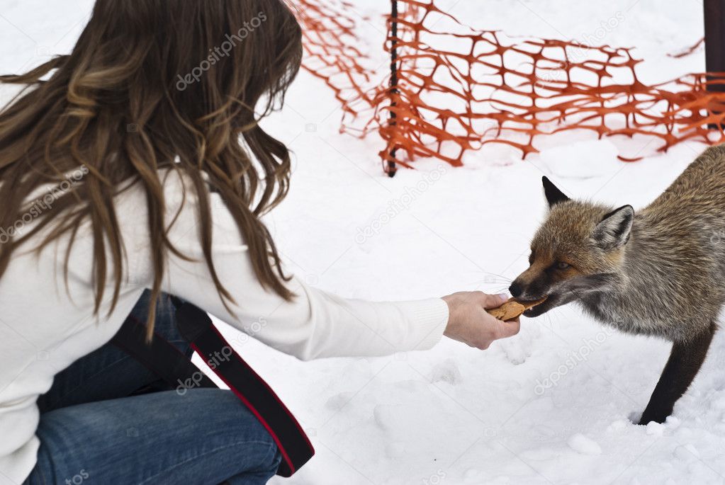 fox eats from the hands