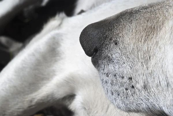 Naso di cane da vicino — Foto Stock