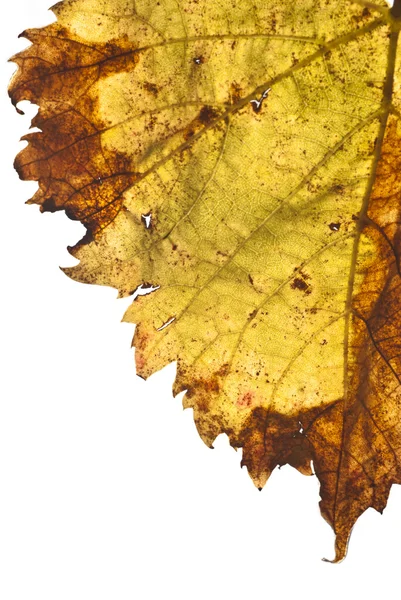 Виноградный лист изолирован — стоковое фото