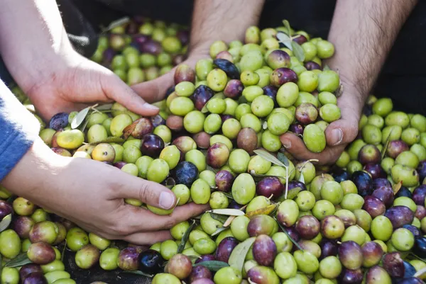 Olives picking in Sicily — Stock Photo, Image