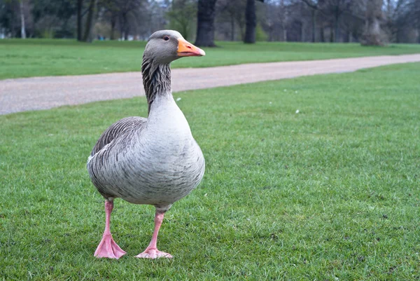 Wild canadian goose — Stock Photo, Image