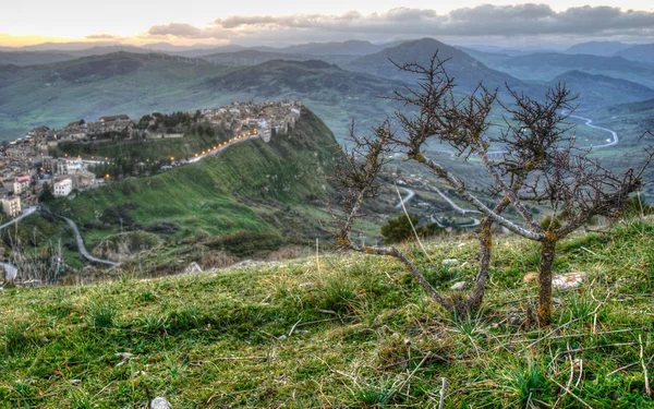 HDR Polizzi generosa — Stok fotoğraf