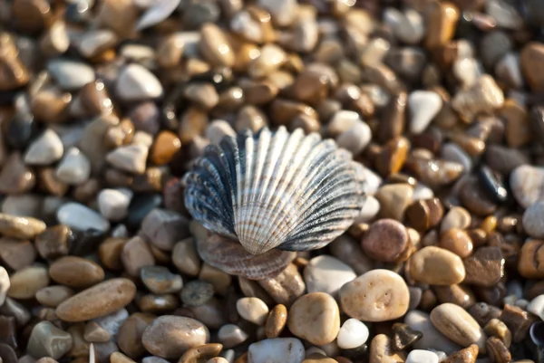 Shell och havet stenar — Stockfoto