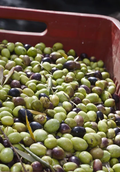 Oliven in der Schachtel — Stockfoto