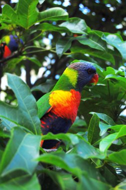 Avustralya yeşil papağan