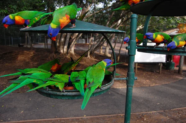 Feeding parrots — Stock Photo, Image