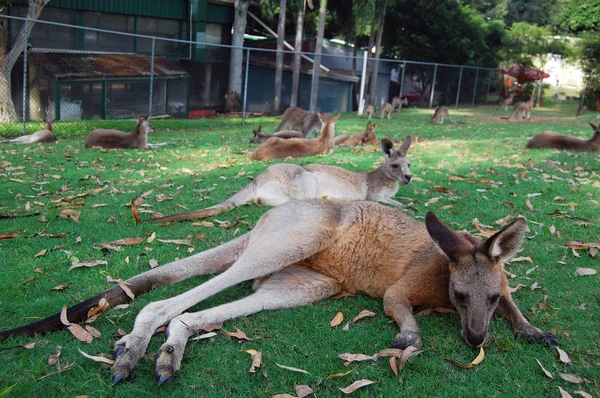 Kangaroos lying on grass — Stock Photo, Image
