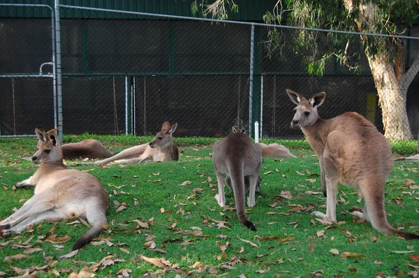 Canguros en el zoológico — Foto de Stock