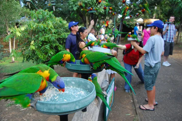 Nourrir les perroquets en Australie — Photo