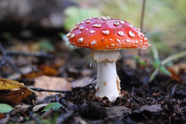 Amanita mantar orman