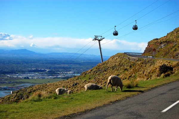 Fåren nära road — Stockfoto