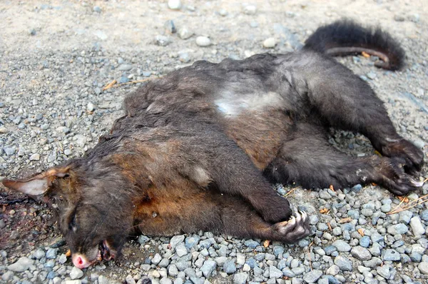 Gambá morto na estrada de cascalho — Fotografia de Stock