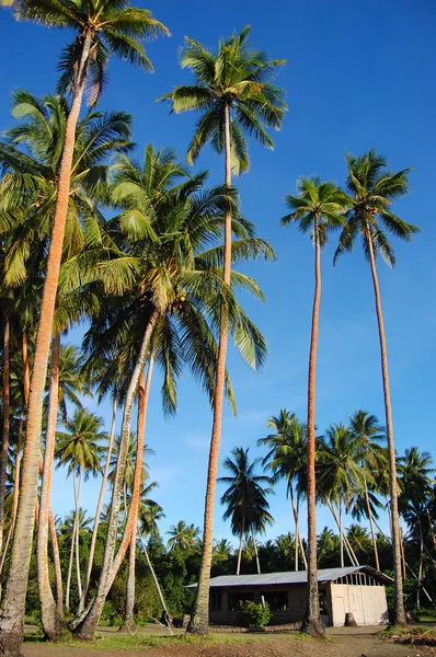 Palms and house in Papua New Guinea village — Stock Photo, Image