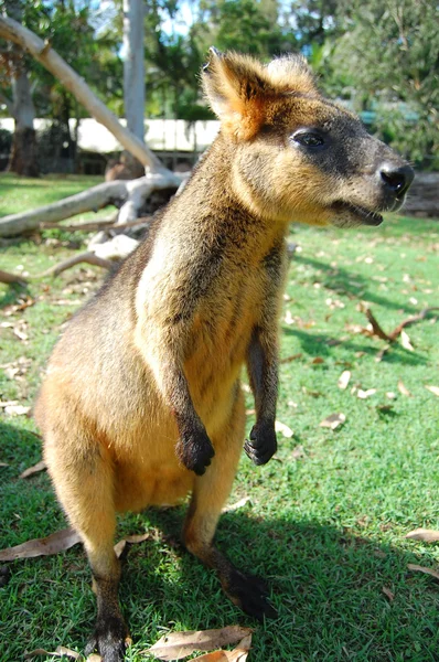 Wallaby allo zoo — Foto Stock