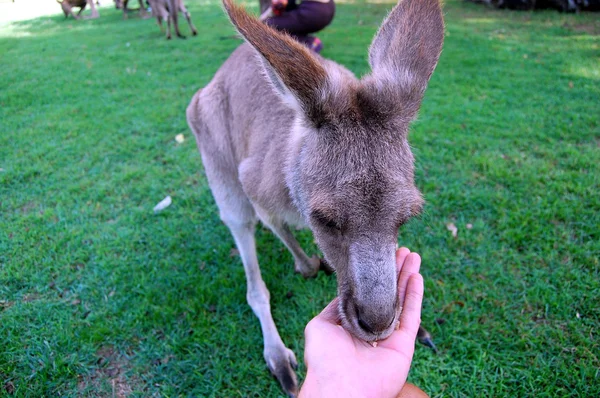 カンガルーの手から食べる — ストック写真