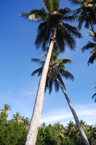 男孩爬上在椰子棕榈 — 图库照片