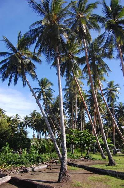 Pojken klättrar på coconut palm — Stockfoto