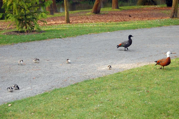 Park ördek ailesi — Stok fotoğraf