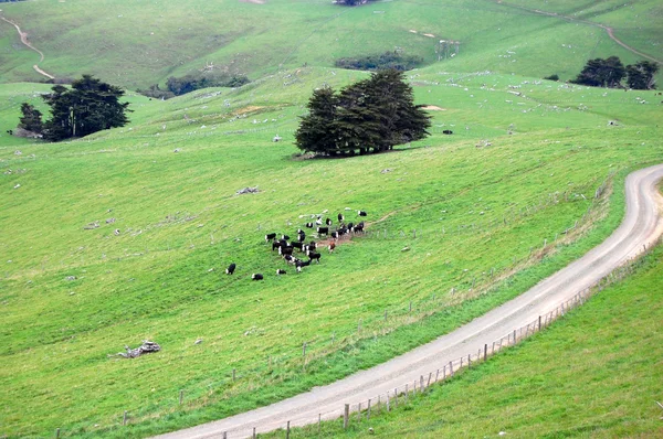 Grind weg en koeien op landbouwgrond landelijk gebied — Stockfoto