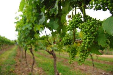 Yeşil üzüm üzüm