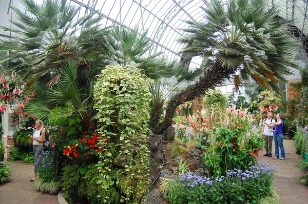 Plants at greenhouse — Stock Photo, Image