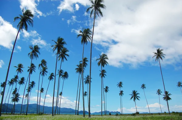 Palmen bergzicht — Stockfoto