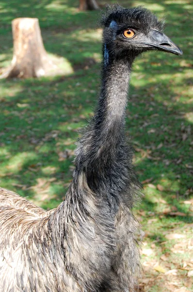 Pták EMU v zoo — Stock fotografie