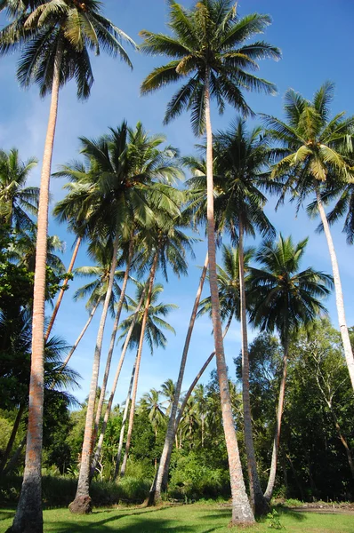 Forêt de palmiers — Photo