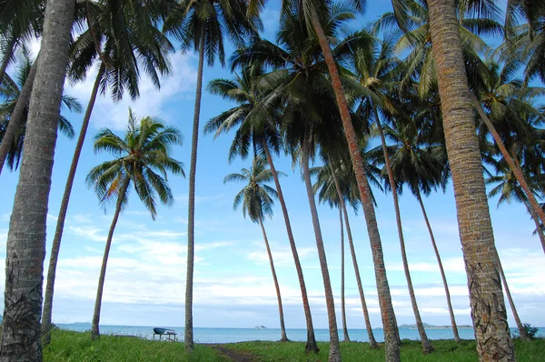 Palmen op zee kust — Stockfoto